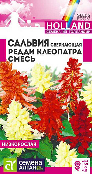 Цветы Сальвия Редди Клеопатра сверкающая/Сем Алт/цп 5 шт. ГОЛЛАНДИЯ