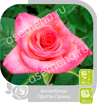 Претти Принц