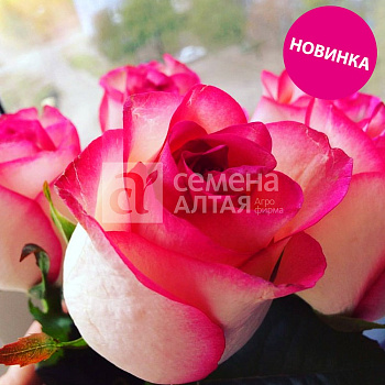 Роза Изольда/Сем Алт/1шт. в коробке