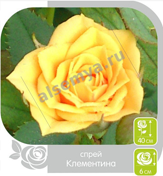Роза Клементина