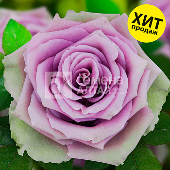 Роза Тиара/Сем Алт/1шт. в коробке