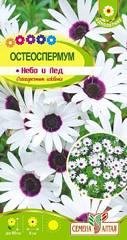 Цветы Остеоспермум Небо и Лед/Сем Алт/цп 0,1 гр.