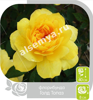 Роза Голд Топаз
