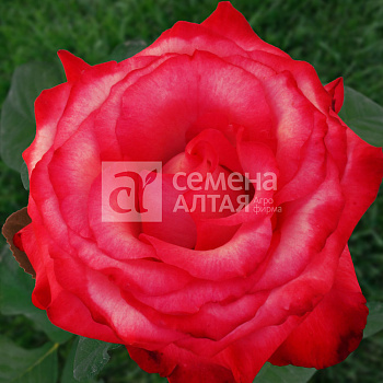 Роза Хайлендер/Сем Алт/1 шт. в коробке