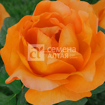 Роза Апероль/Крупноцветковая/Сем Алт/1шт. в коробке
