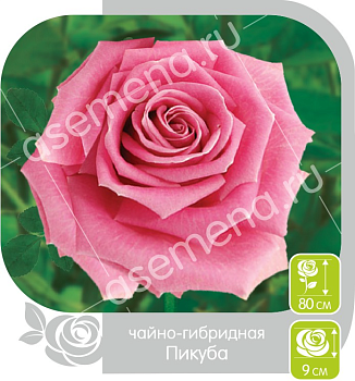 Роза Пикуба