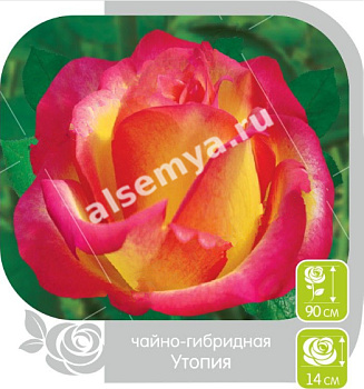 Роза Утопия