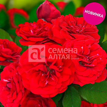 Роза Торнадо/Сем Алт/1шт. в коробке