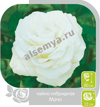 Роза Мачо