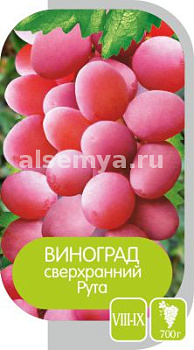 Виноград Рута