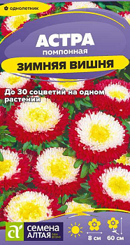Цветы Астра Зимняя Вишня помпонная/Сем Алт/цп 0,2 гр.