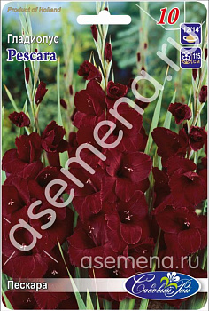 Гладиолус Пескара