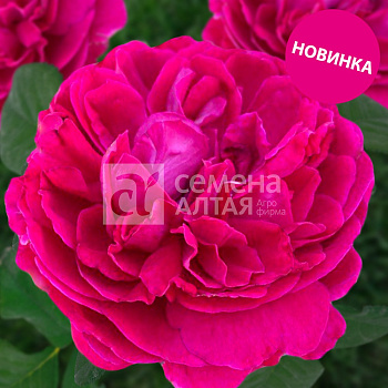 Роза Корвус/Сем Алт/1шт. в коробке