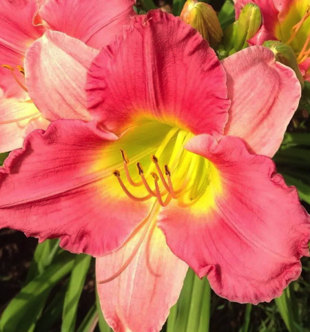 Ирис Финал тач