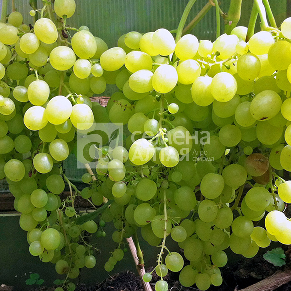 Алешенькин