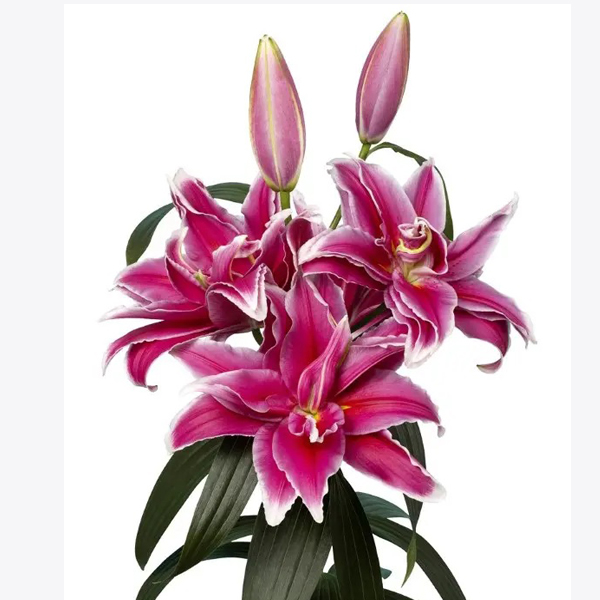 Лилия Фабианн