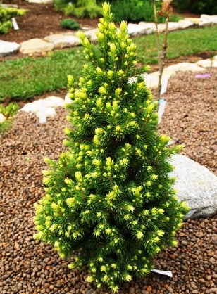 Picea glauca Rainbow's End