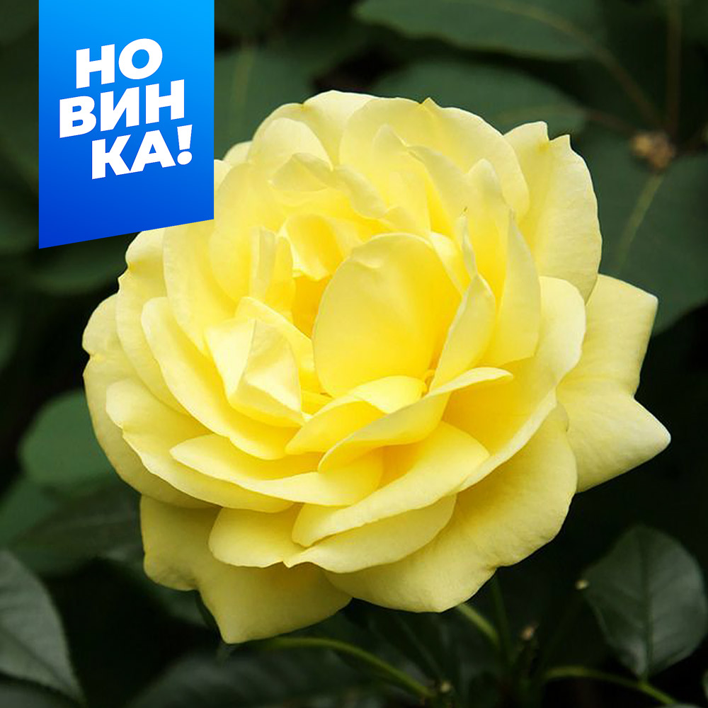 Эмиль-Нольде