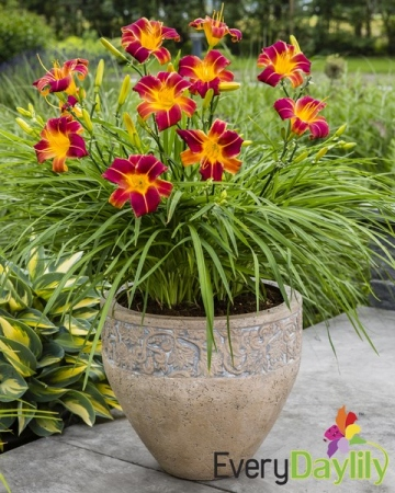 Эвридэйлили ред риб