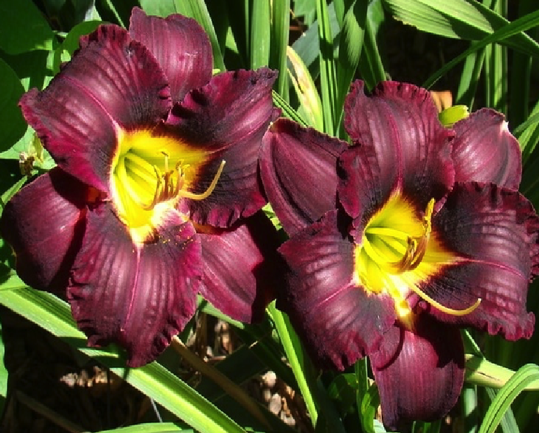 lileinik_super_purpl