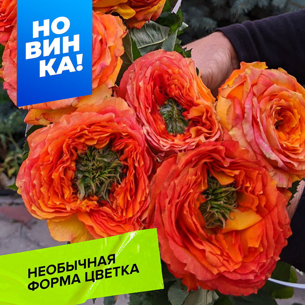 Зеленый-остров-Самоа