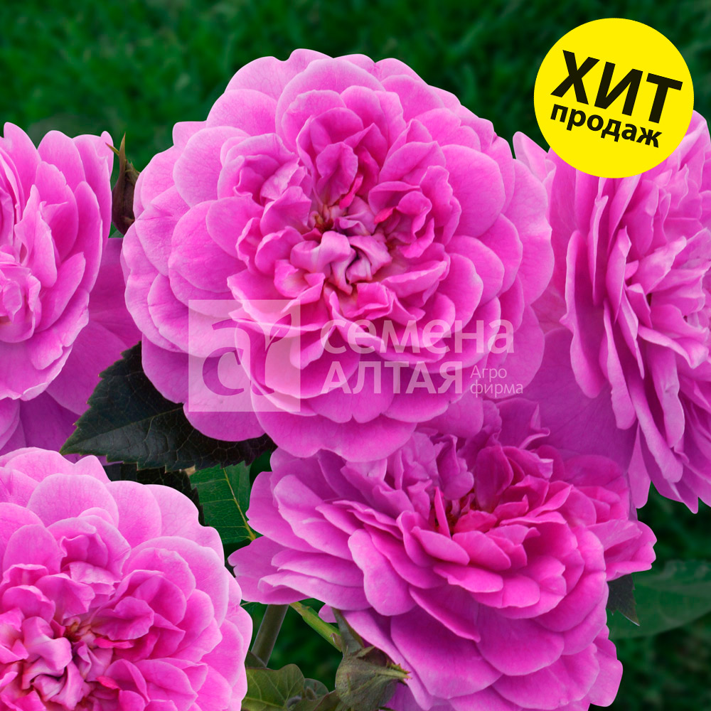 Сиреневый дождь