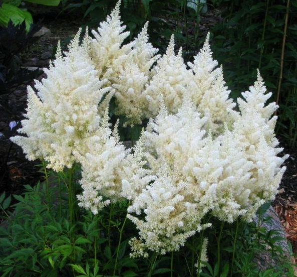 astilba-vais-gloriya