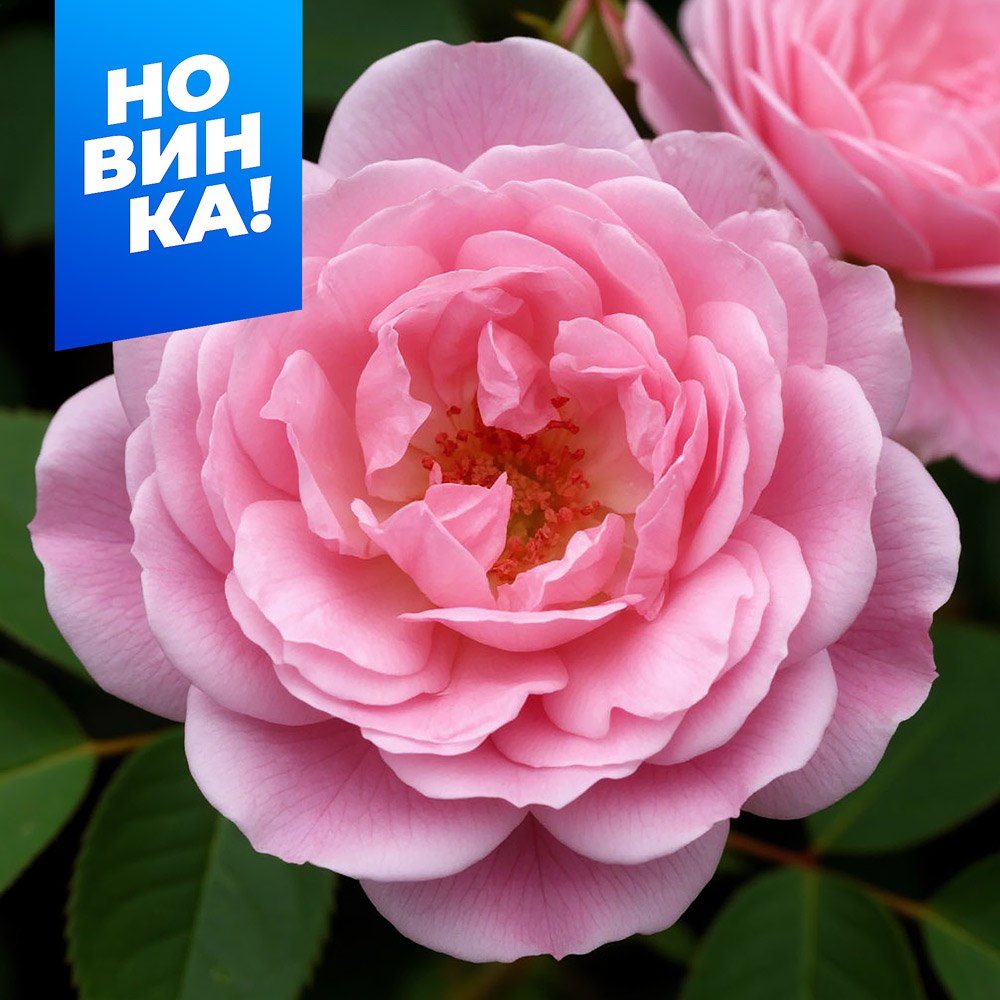 Роза Эглантин