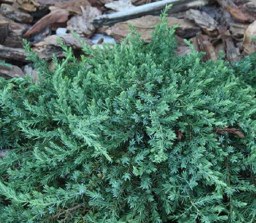 Juniperus communis Greenmantle
