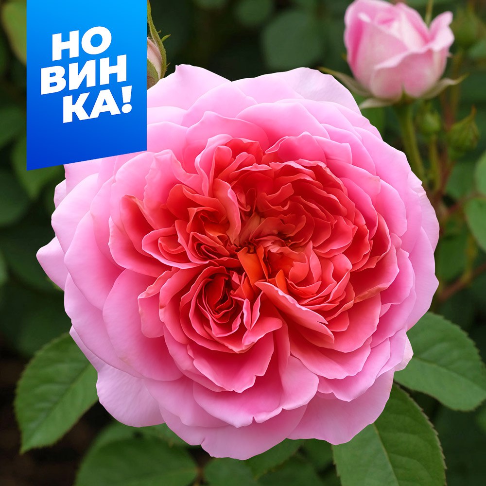 Роза Французкое платье