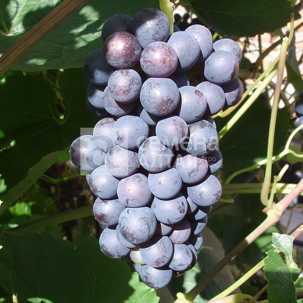 Память Домбковской