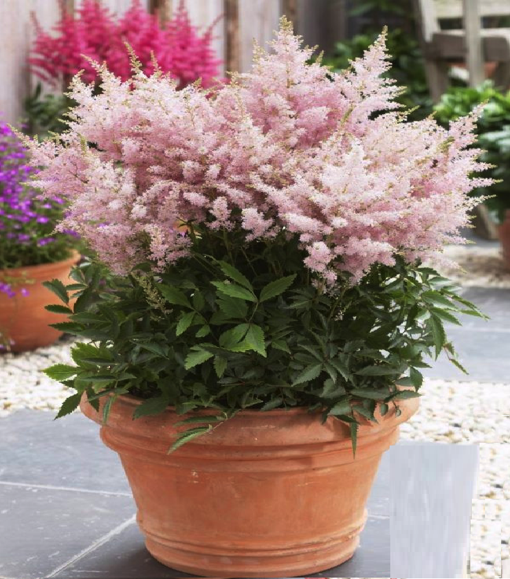 Astilbe-Younique-Silvery-Pink-600x902