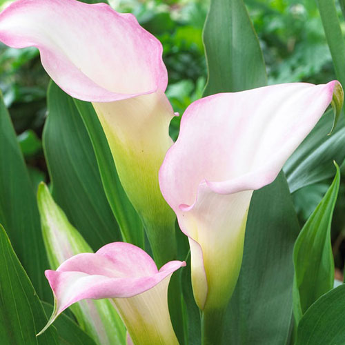 Кристал блаш