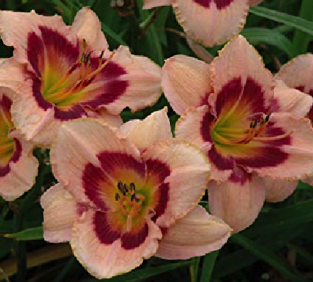 lileiniki_vainberri_kendi