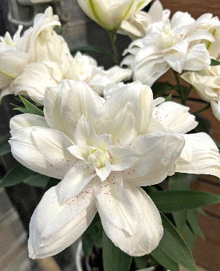 Lilium Sunny Double Bounty