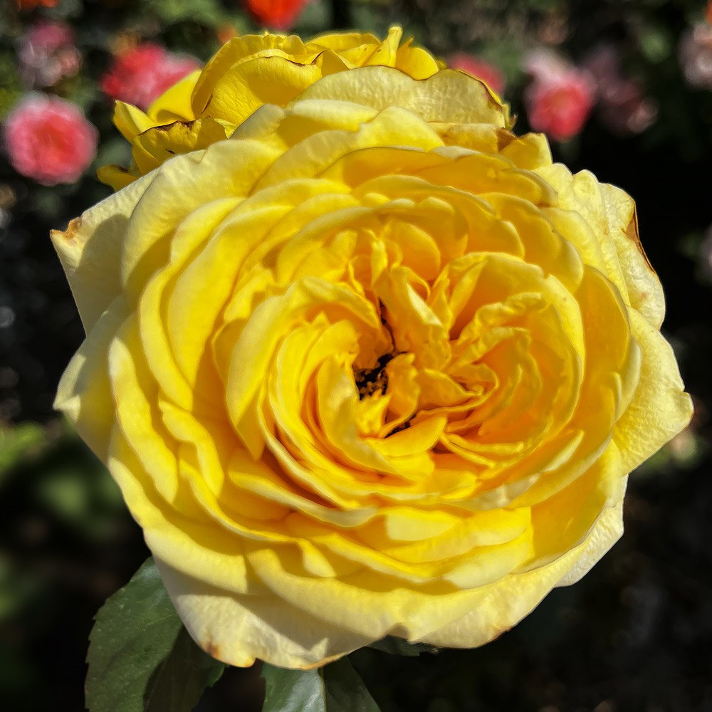 Роза Соузга