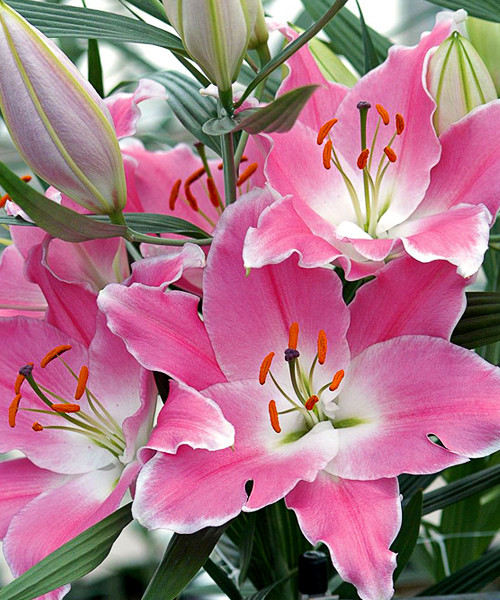 Лилия куинфиш