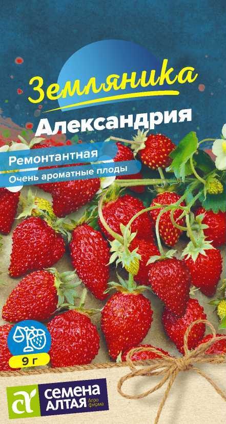 Александрия 2
