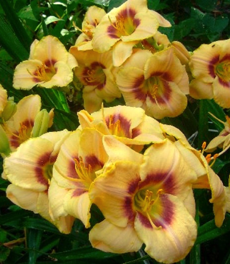 lileinik-custard-kendi