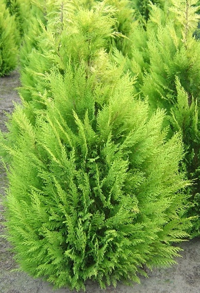 Chamaecyparis lawsoniana Alumigold