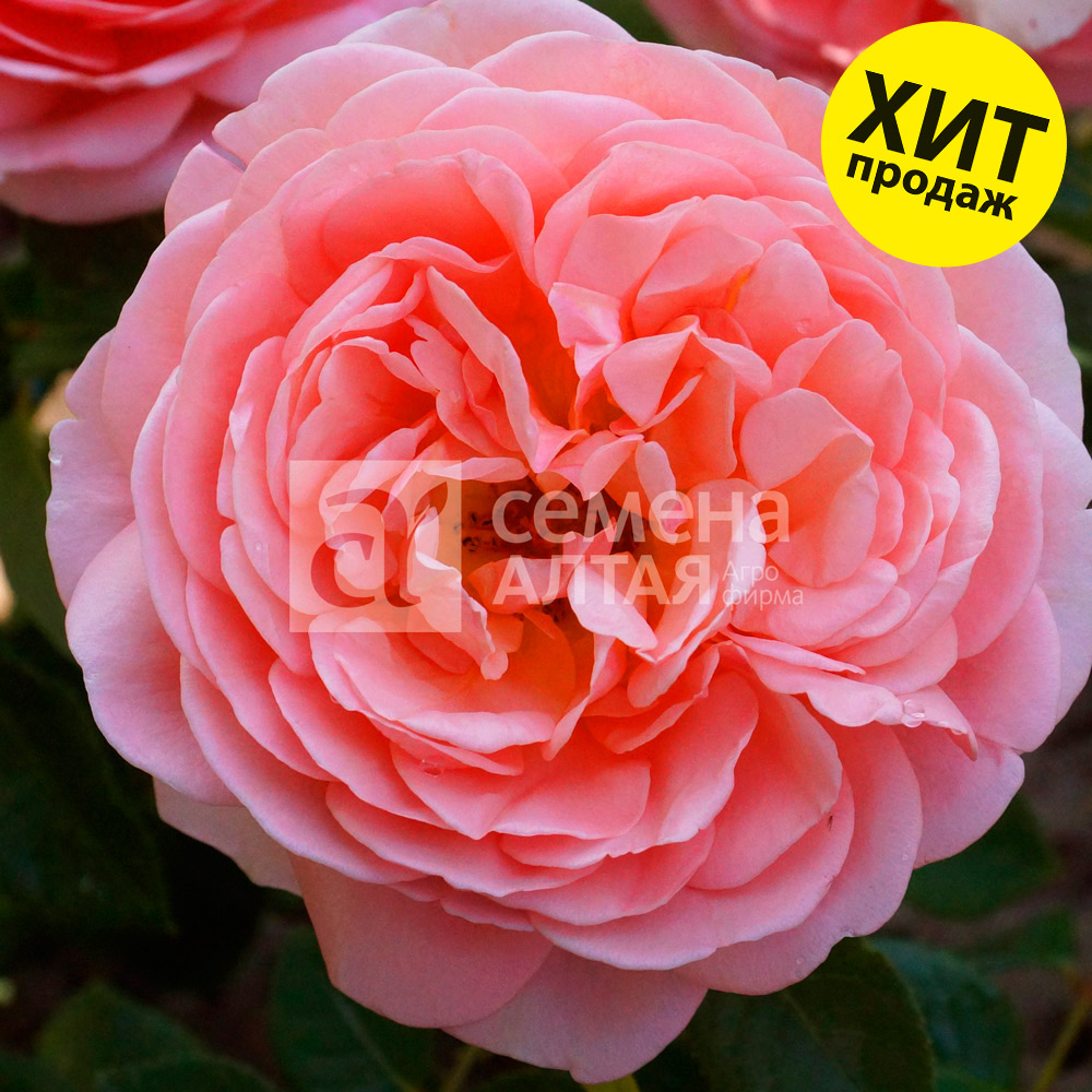 Абрахам дерби