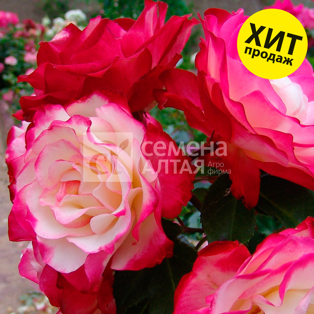 Принц монако