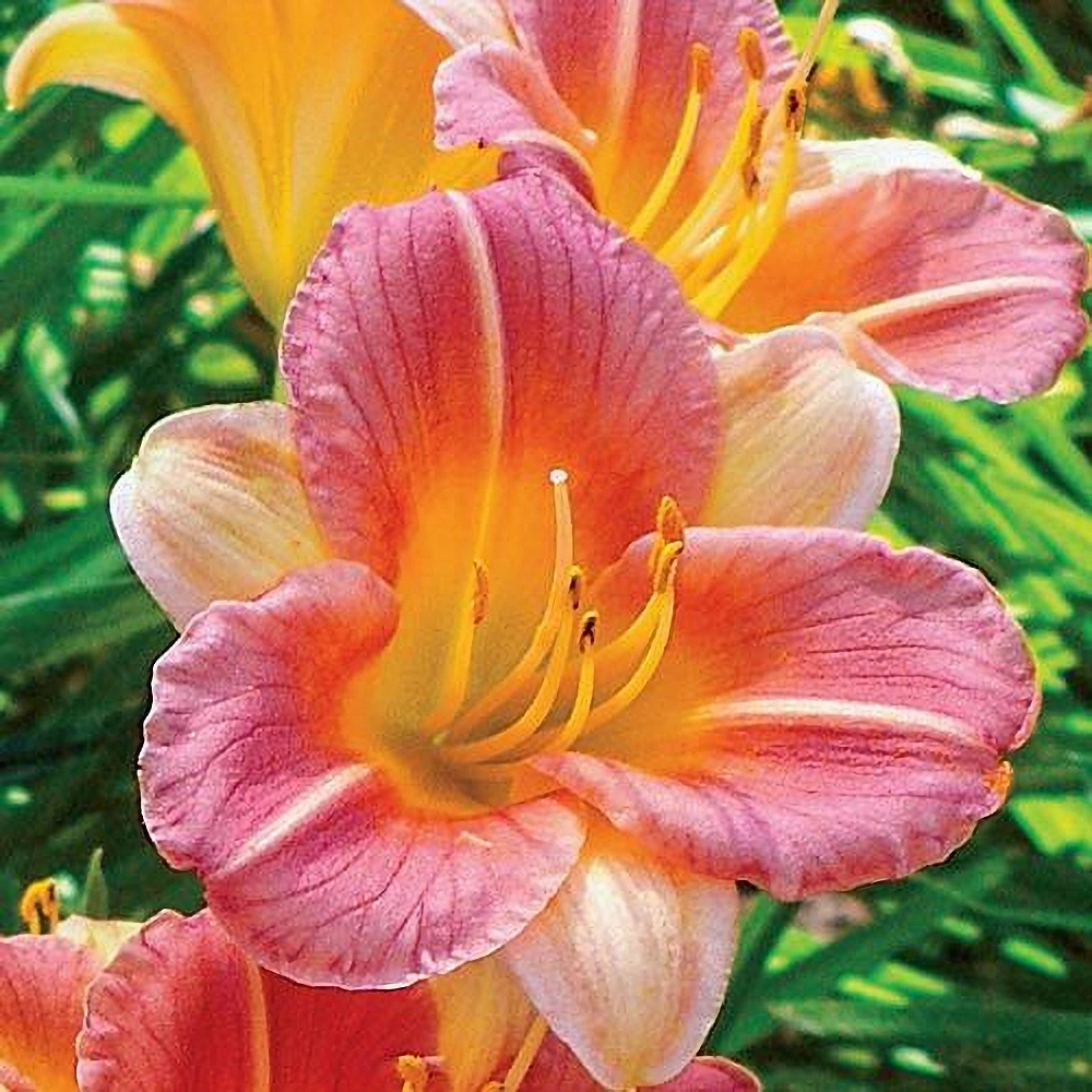 lileynik-longfildz-batterflay