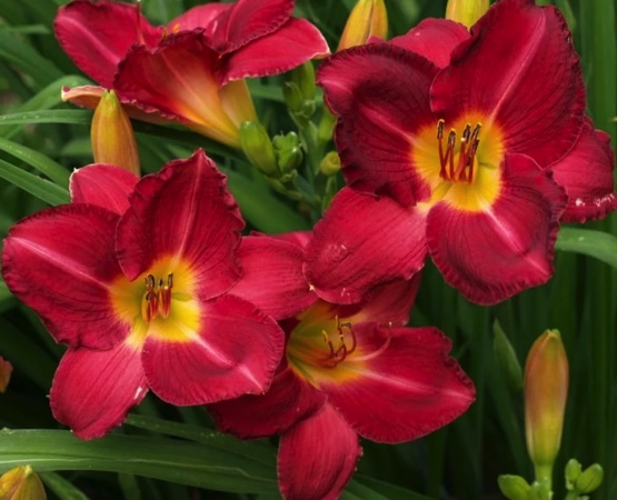 lileinik-charls-djonston