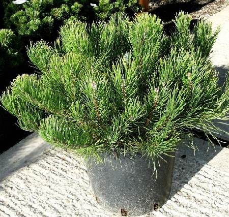Pinus mugo mughus