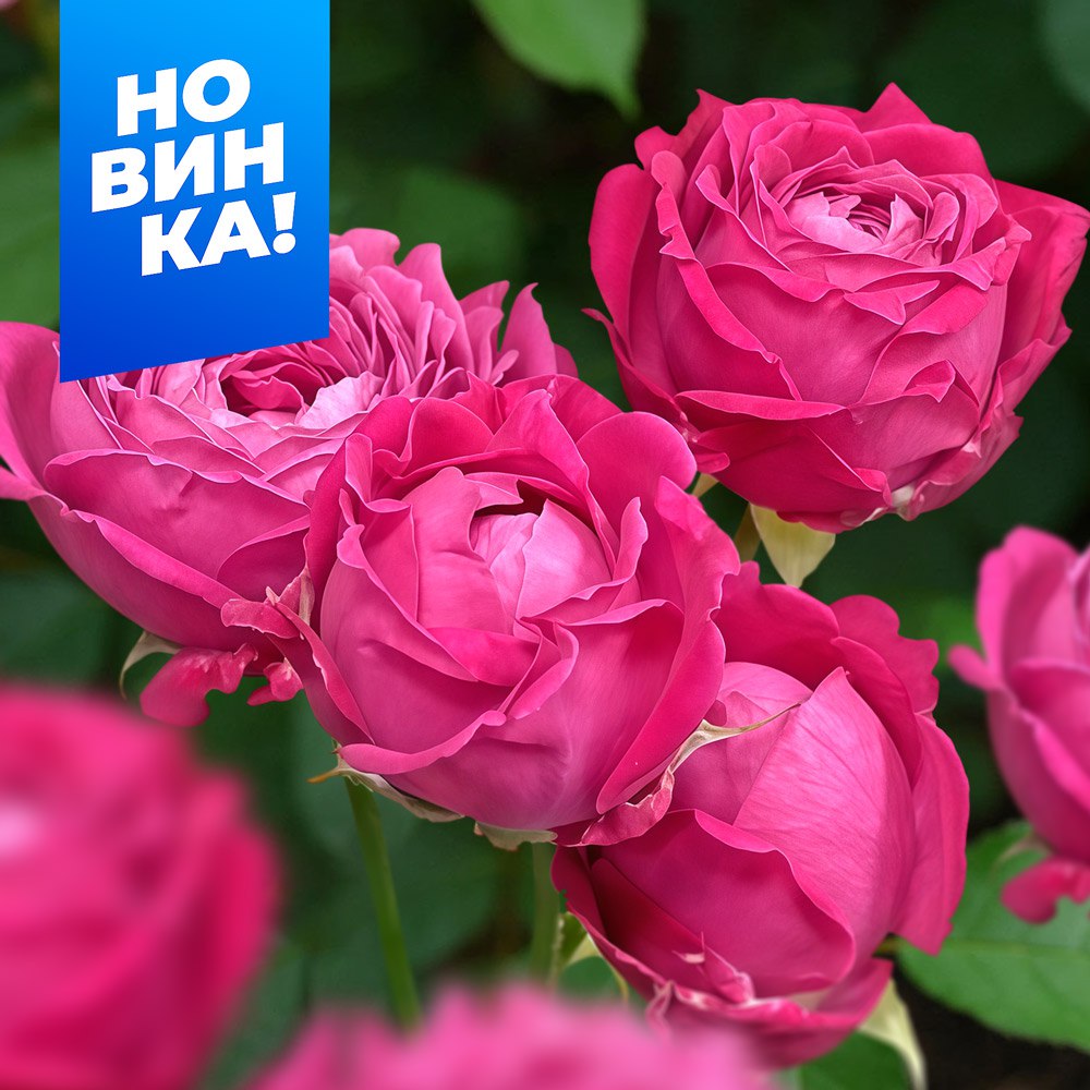 Роза Рич Бабблз