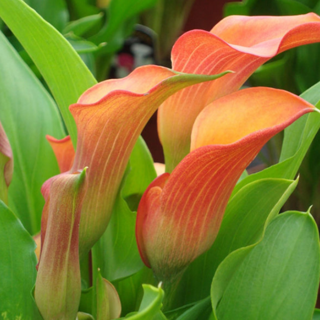 Калла Мерседес