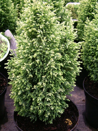 Chamaecyparis lawsoniana Snow White