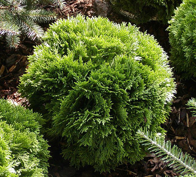 Thuja occidentalis Little Gem