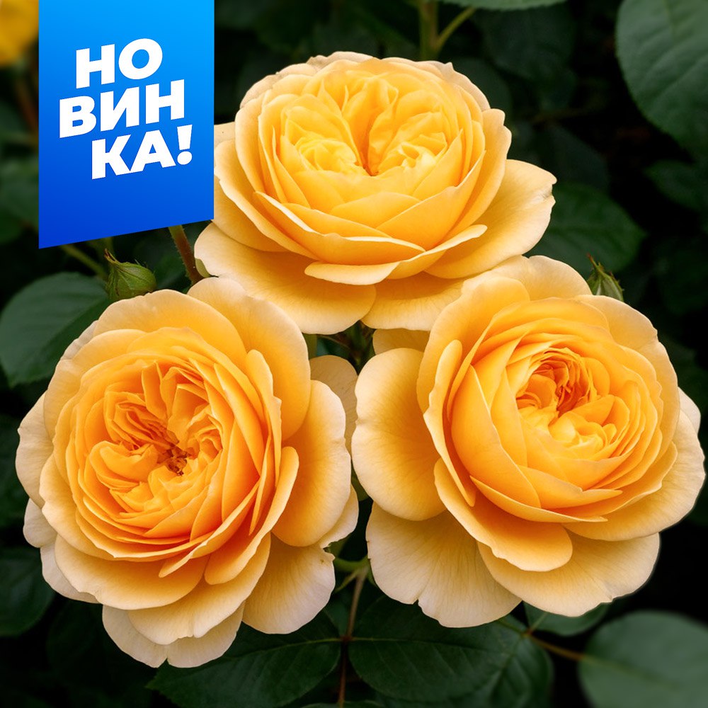 Роза Кэндлайт